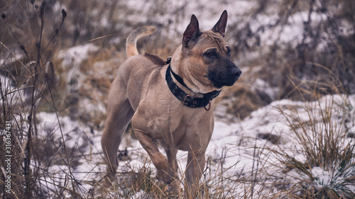 Thai ridgeback dog on winter background