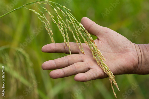 Hand tenderly touching a farmers rice
