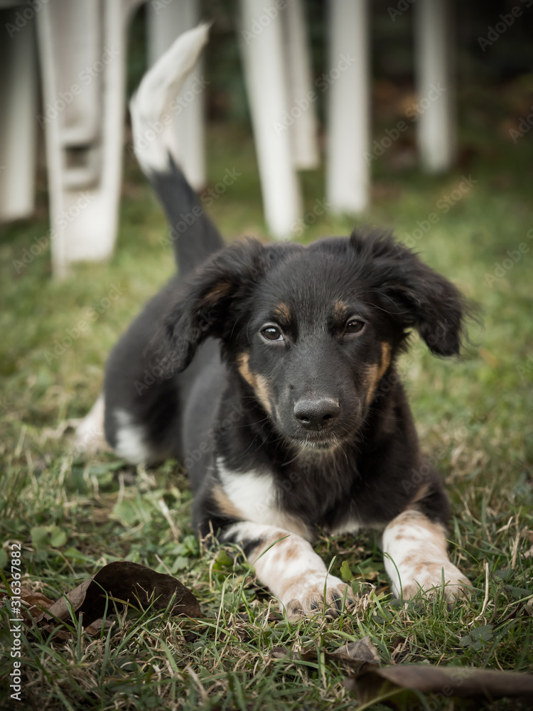 Bohemian Spotted Dog puppy, lovely companion dog Bohemian Spotted Dog puppy, lovely companion dog