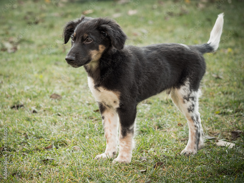 Bohemian Spotted Dog puppy, lovely companion dog Bohemian Spotted Dog puppy, lovely companion dog