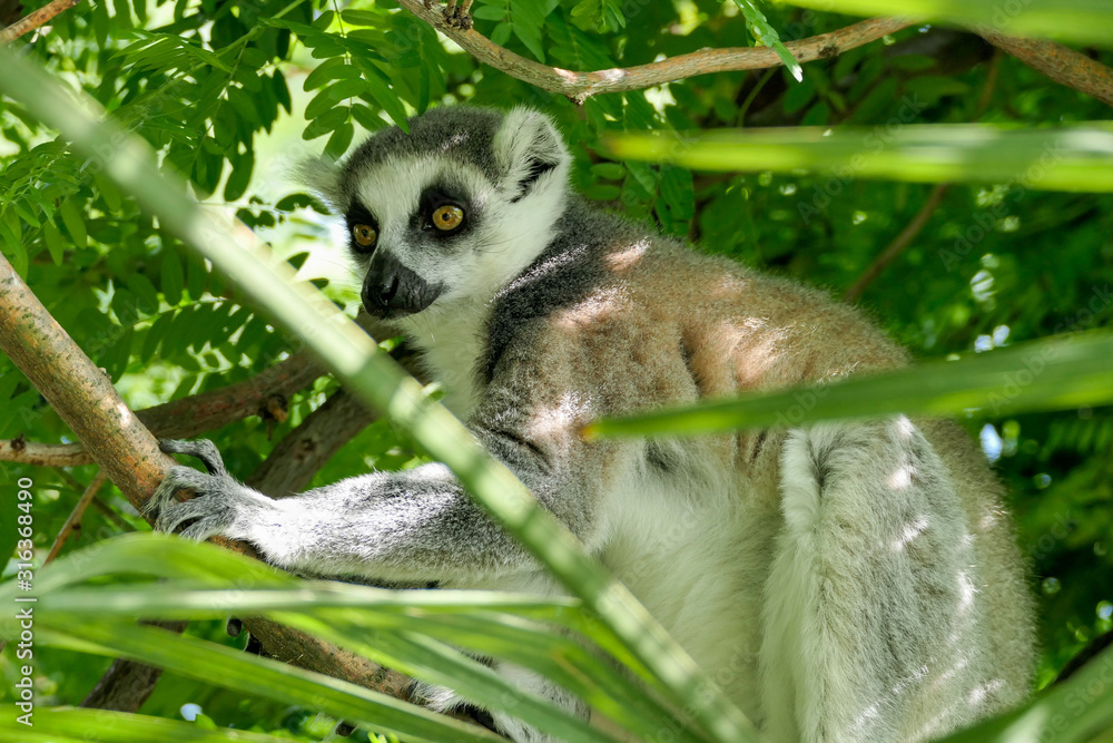 Obraz premium ring tailed lemur on branch of tree