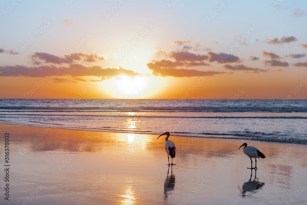 Silhouette of a pair of sacred ibis (Threskiornis aethiopicus) on the beach in Fuerteventura in the warm light of the sunrise. Invasive animal species on the Canary Islands. Wildlife concept.