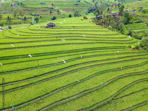 Aerial top view of rice terraces. Agricultural landscape of north Bali from drone. Jatiluwih Rice terraces UNESCO World Heritage. Bali, Indonesia. Travel - image.