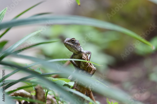 The gray chameleon with an oval head with a rough-textured