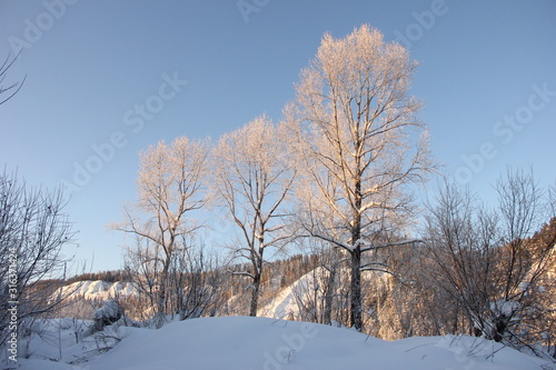 trees in a different in golden sunset light and trees in the shade against the blue sky. winter nature. Place for text.