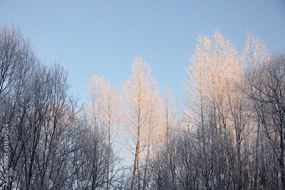 trees in a different in golden sunset light and trees in the shade against the blue sky. winter nature. Place for text. trees in a different in golden sunset light and trees in the shade against the blue sky. winter nature. Place for text.