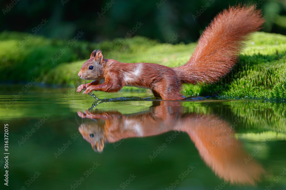 Tableau sur aluminium avec Red squirrel at a pond in the forest in The Netherlands #316372075