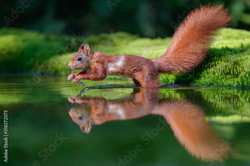Red squirrel at a pond in the forest in The Netherlands