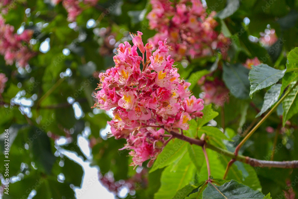 Red horsechestnut (Aesculus x carnea) branch with flowers against foliage background. Medium sized tree, has an attractive, naturally pyramid-shaped form when young and glorious, large palmate leaves Red horsechestnut (Aesculus x carnea) branch with flowers against foliage background. Medium sized tree, has an attractive, naturally pyramid-shaped form when young and glorious, large palmate leaves