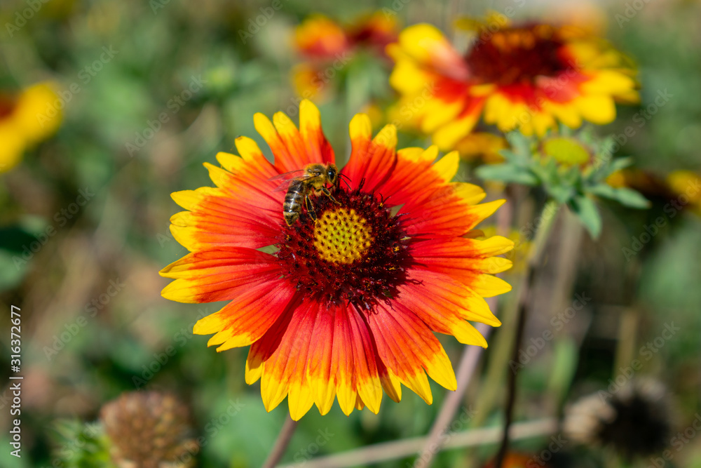 Gaillardia aristata (common blanketflower) wildflower Gaillardia aristata (common blanketflower) wildflower