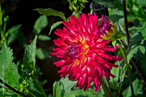 Dahlia from Swan Island Dahlias Farm photo