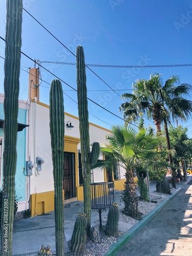 Mexican traditional street with colorful buildings, saguaro cactus and palm trees