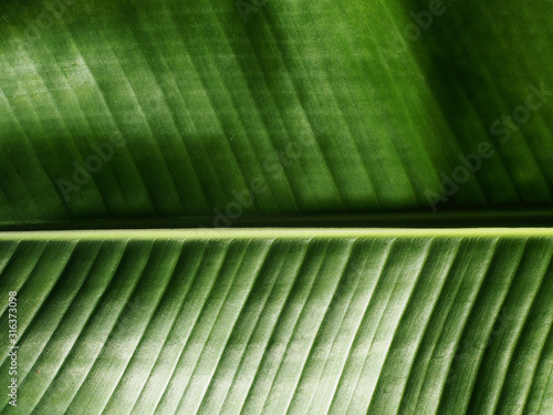Texture of plant leave. Close up green leave texture. Green leaf texture background.