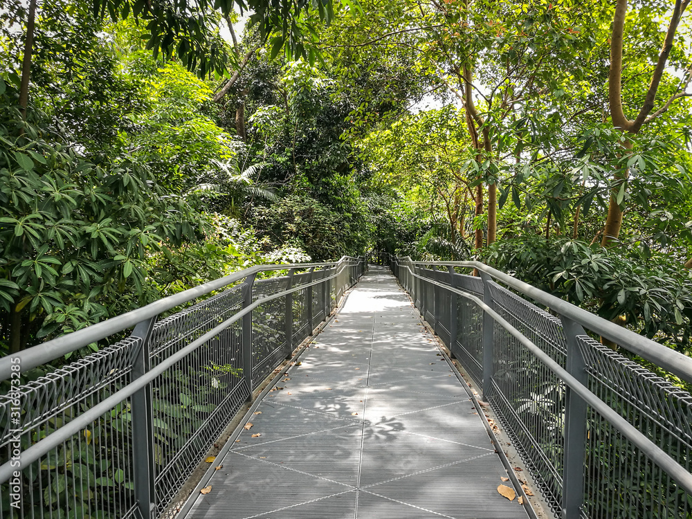 Obraz premium wooden bridge in the forest