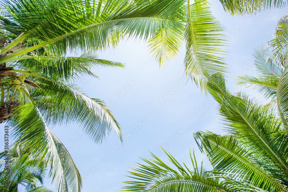 Fototapeta premium tropical palm leaf background, coconut palm trees perspective view