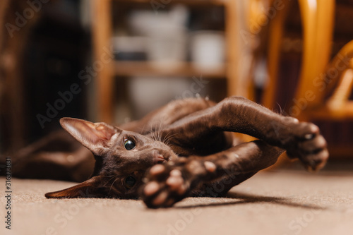 Oriental cat of chocolate color. The kitten lies on the floor and stretched its paws after sleep.