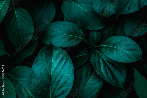 tropical leaves  abstract green leaves texture  nature background