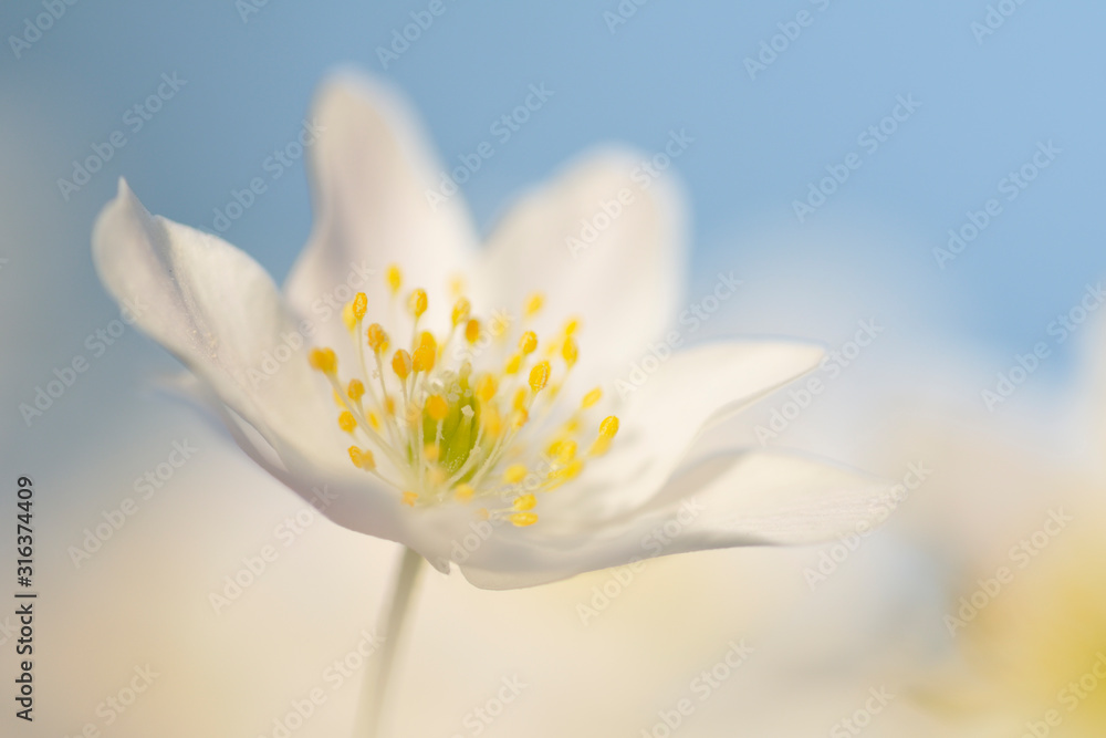 Buschwindröschen Anemone nemorosa Buschwindröschen Anemone nemorosa