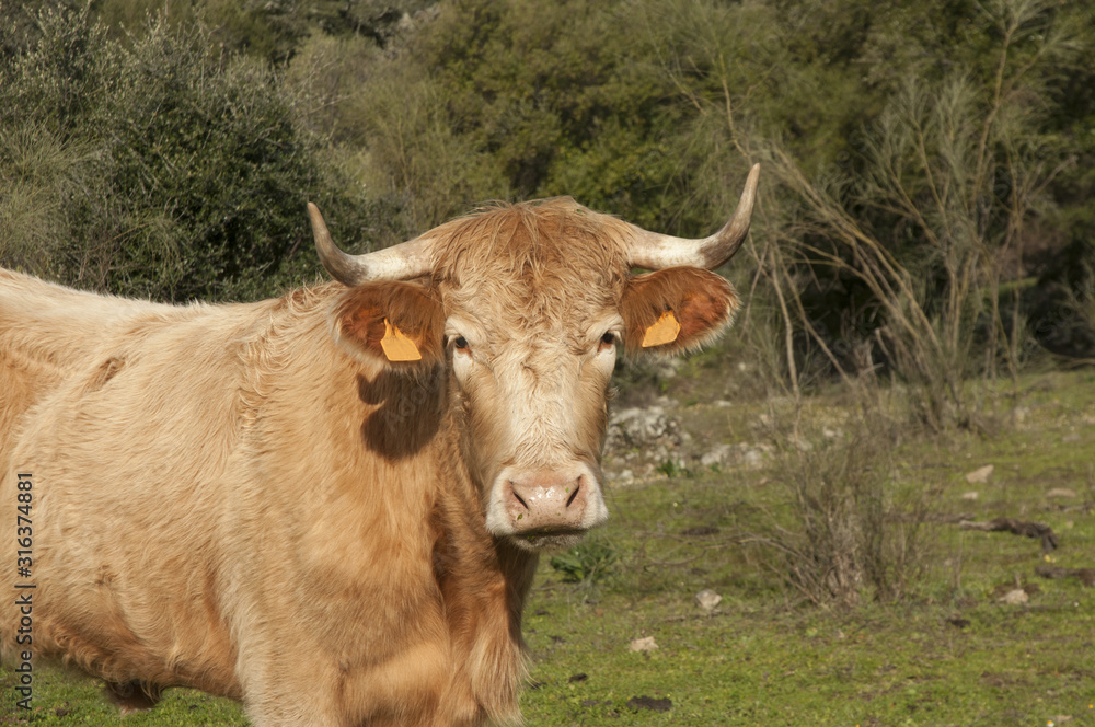 Blonde cow looking curious in holm oak meadow in Andalucia Blonde cow looking curious in holm oak meadow in Andalucia