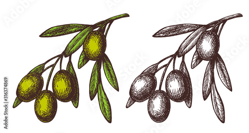 Vector hand drawn sketch of olive tree branch. 