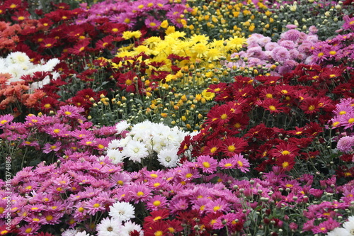 Beautiful flowers in a single place, tourist place