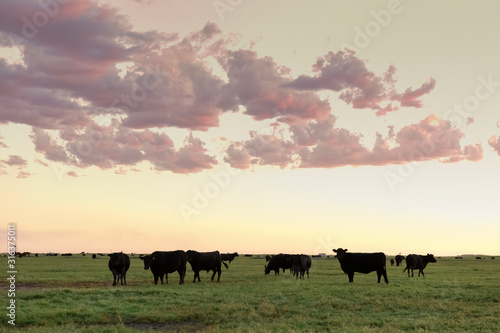 Cows grazing in the field, in the Pampas plain, Argentina © foto4440