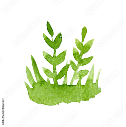 Watercolor green grass isolated on white background.