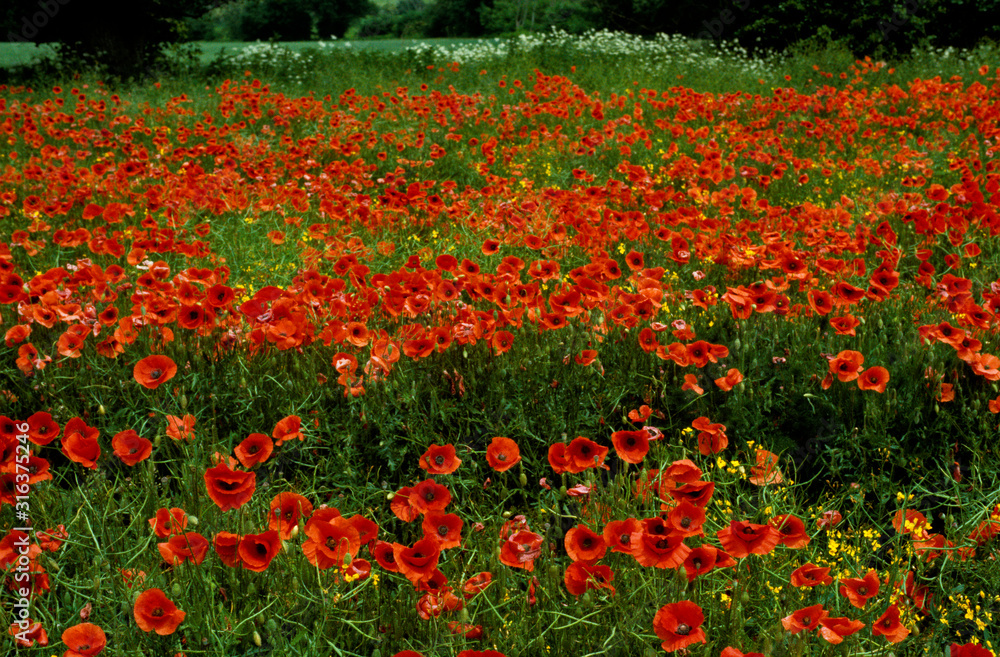 A field of Papaver rhoeas Field poppies in the countryside