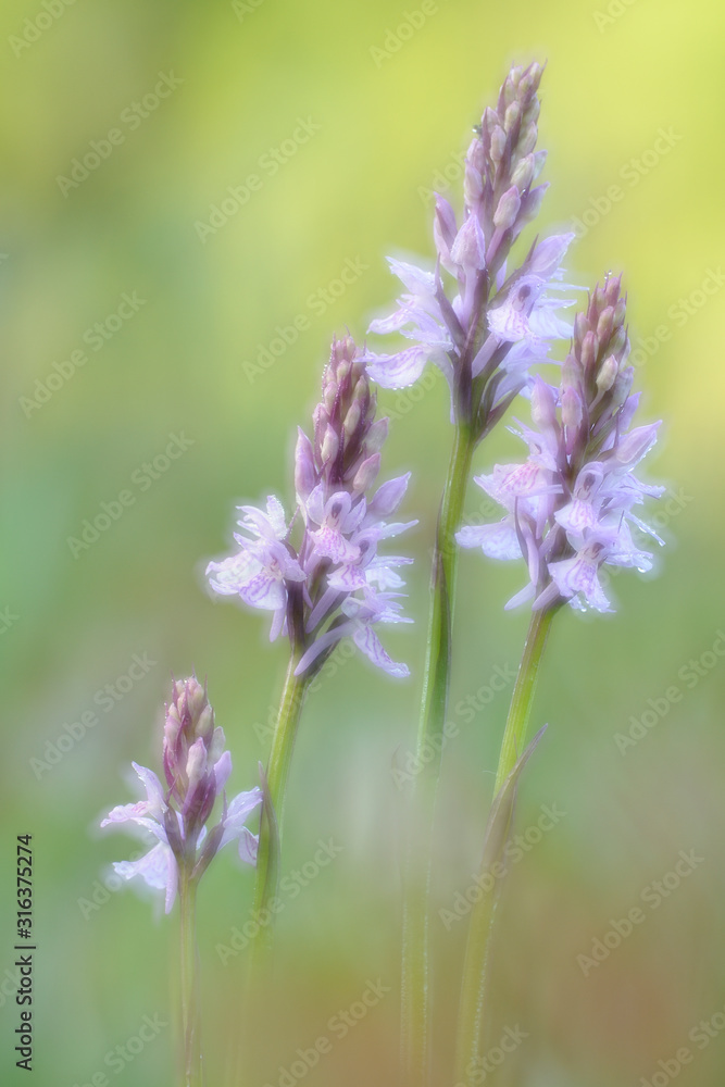 Geflecktes Knabenkraut Dactylorhiza maculata Geflecktes Knabenkraut Dactylorhiza maculata