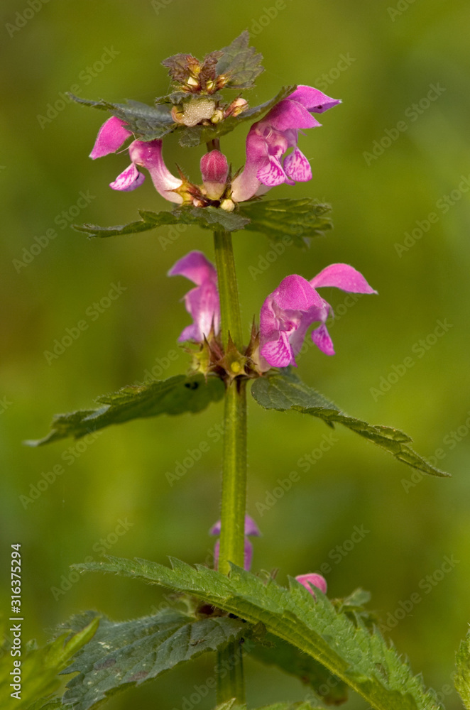 Obraz premium Gefleckte Taubnessel Lamium maculatum