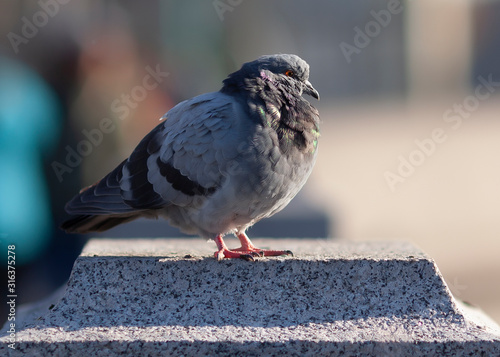 ruffled fluffy grey city dove on granite rock in sunlight against blurred background