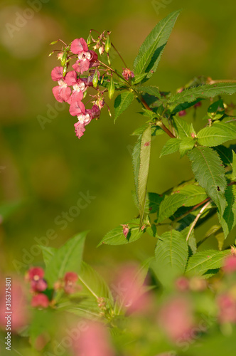 Indisches Springkraut Impatiens glandulifera