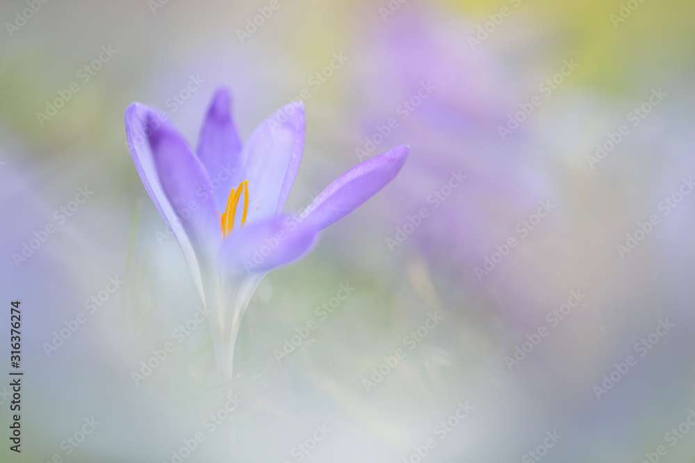 Krokus Crocus sp Krokus Crocus sp