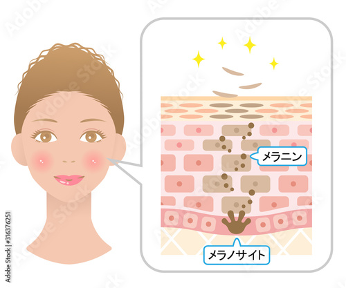 ターンオーバー　肌の断面図と女性