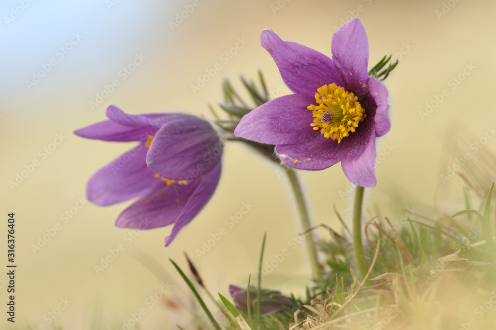 Küchenschelle Pulsatilla vulgaris Küchenschelle Pulsatilla vulgaris
