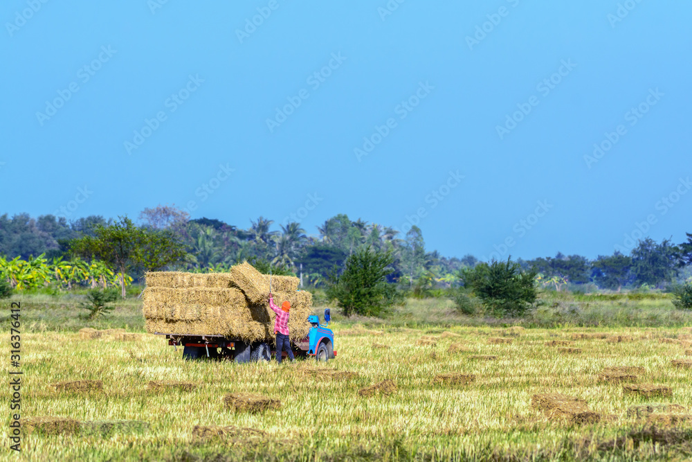 Obraz premium A Worker loading straw rice up on the truck at Phetchaburi, Thailand.