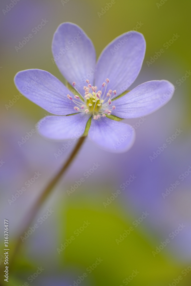 Leberbluemchen Anemone hepatica Leberbluemchen Anemone hepatica