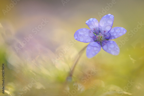 Leberbluemchen Anemone hepatica