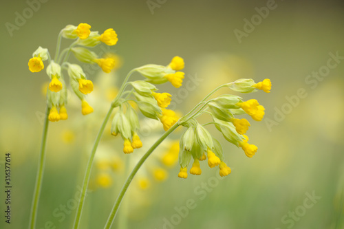 Wallpaper Mural Schlüsselblume Primula veris Torontodigital.ca