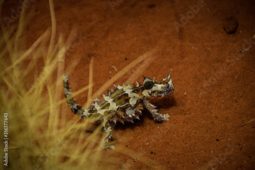 Northern Territory  Australia