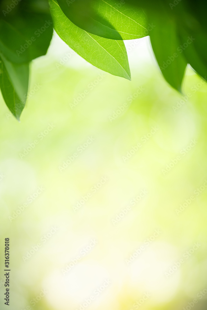 Nature of green leaf in garden at summer. Natural green leaves plants using as spring background cover page greenery environment ecology wallpaper Nature of green leaf in garden at summer. Natural green leaves plants using as spring background cover page greenery environment ecology wallpaper