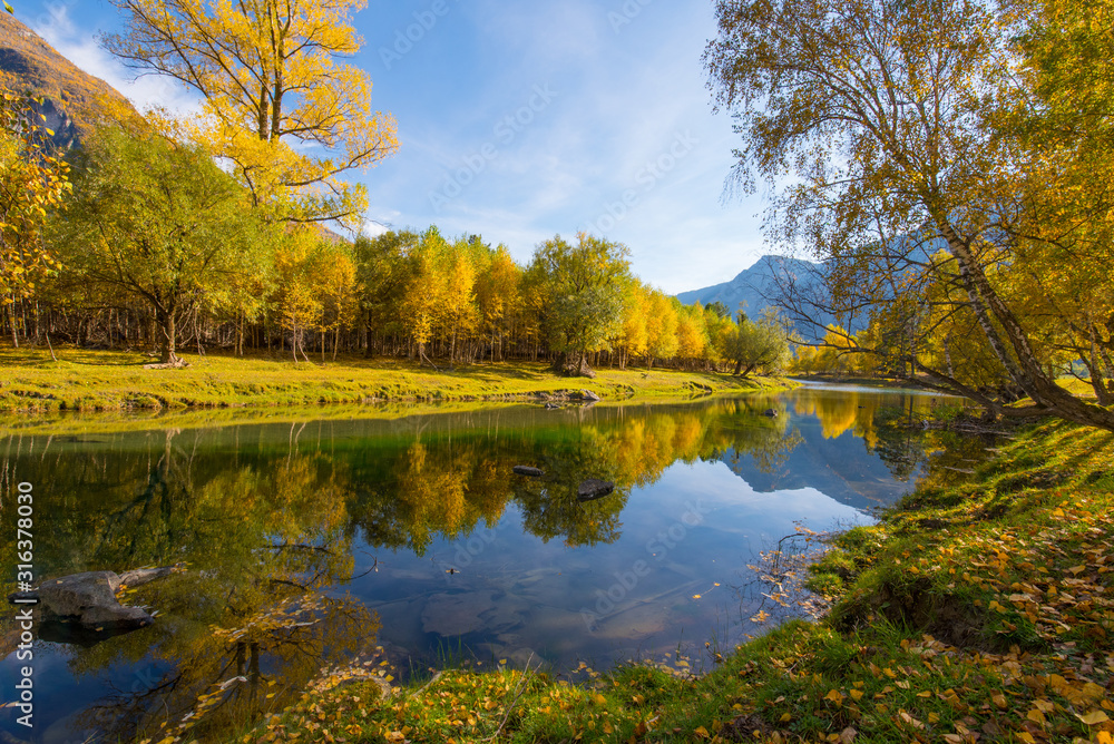 Siberia, Altai Republic, yellow and green trees are reflected in the quiet river, birches bend over the clear water, bright blue sky, light clouds.
