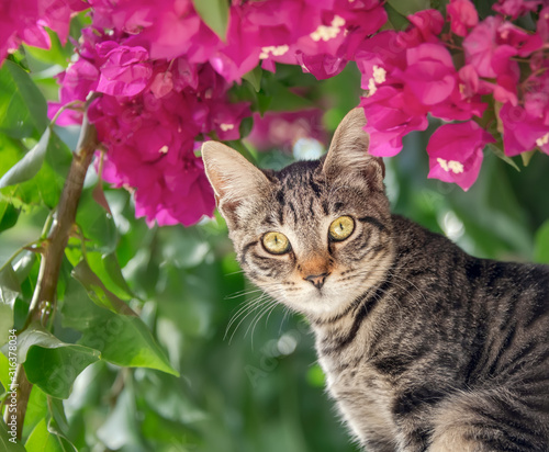 Cute young brown tabby cat posing in front of pink Bougainvillea flowers, Crete, Greece 
