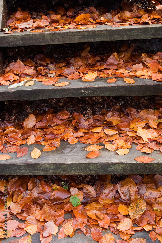 Wooden stairs covered by fallen leaves in autumn
