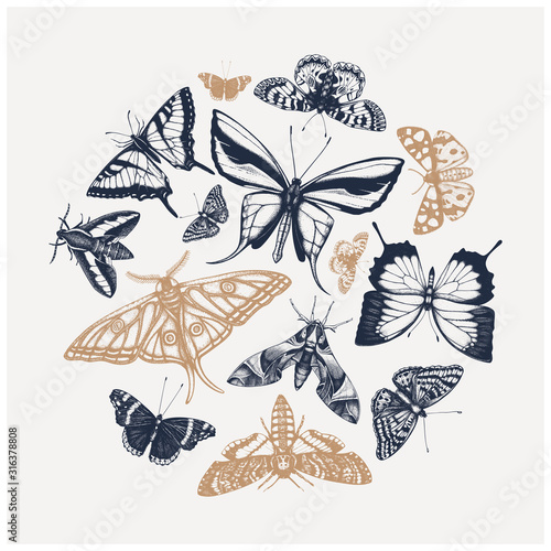 Vector composition of high detailed insects sketches. Hand drawn butteries illustrations in collage style. Entomological drawings set.