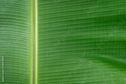 Tropical green Banana leaf background with texture.