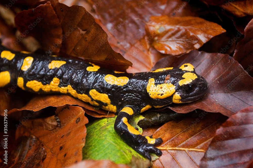 Obraz premium The fire salamander on the forest floor in autumn, Kamačnik River, Croatia