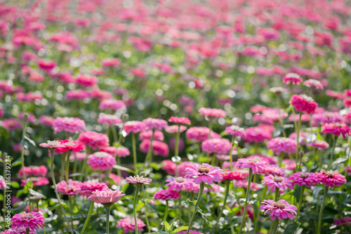 Wallpaper Mural Blossom pinkish purple Chrysanthemum (Hardy Mums) flower in the garden with green leaf of summer sunshine. Torontodigital.ca