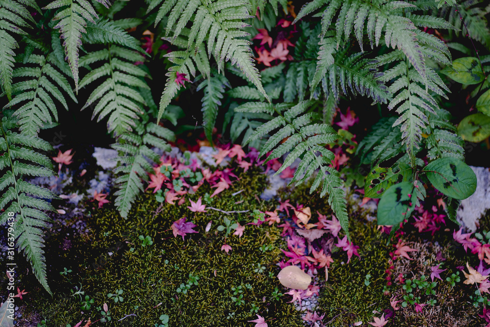 The natural texture of Boston fern with marble star pattern. Young spring leaves of the plant in park with natural light sunset. The natural texture of Boston fern with marble star pattern. Young spring leaves of the plant in park with natural light sunset.