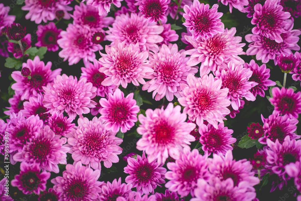 Blossom pinkish purple Chrysanthemum (Hardy Mums) flower in the garden with green leaf of summer sunshine. Blossom pinkish purple Chrysanthemum (Hardy Mums) flower in the garden with green leaf of summer sunshine.